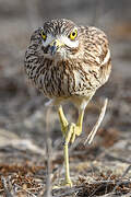 Eurasian Stone-curlew