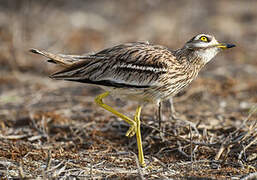 Eurasian Stone-curlew