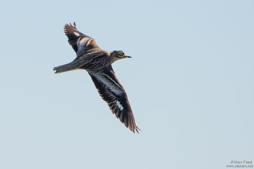 Eurasian Stone-curlewadult, Flight