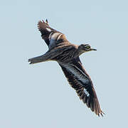 Eurasian Stone-curlew