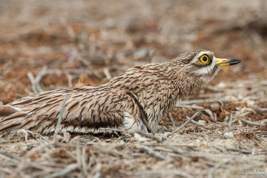 Oedicnème criardadulte, identification, camouflage, Nidification