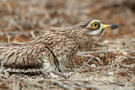 Eurasian Stone-curlew