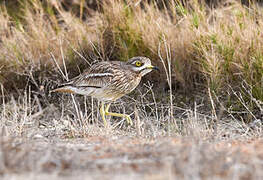 Eurasian Stone-curlew