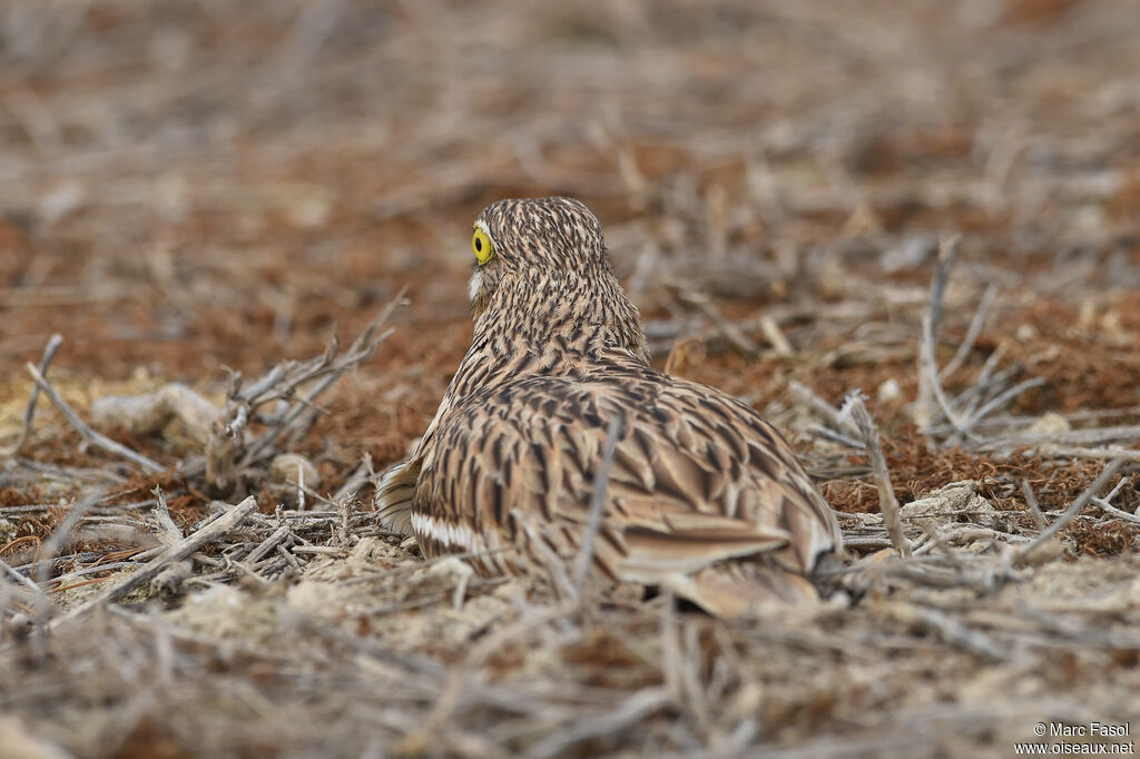 Oedicnème criardadulte nuptial, camouflage, Nidification