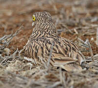 Eurasian Stone-curlew