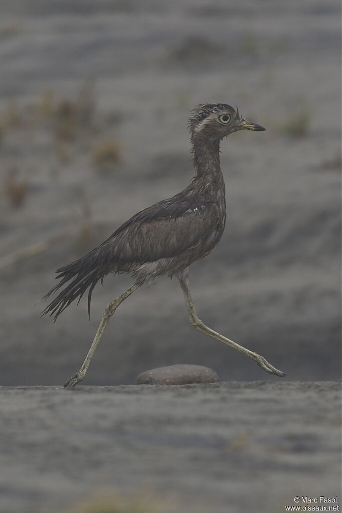 OEdicnème du Pérouadulte, identification