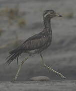 Peruvian Thick-knee