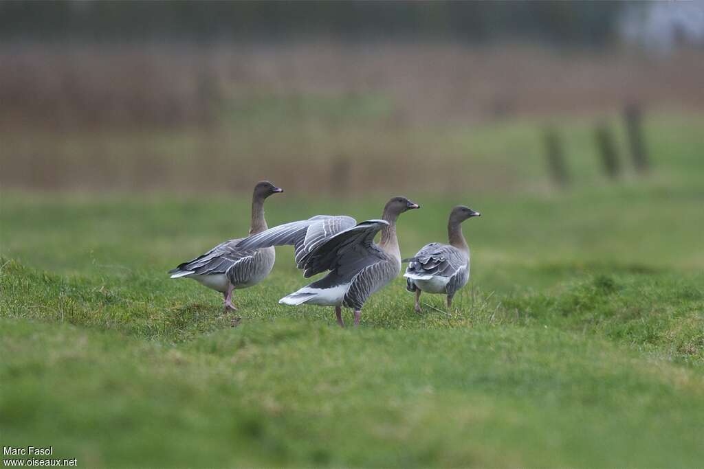 Pink-footed Gooseadult, habitat, Behaviour