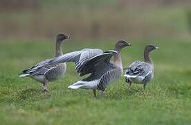 Pink-footed Goose