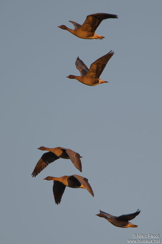 Pink-footed Goose, Flight