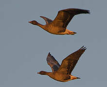 Pink-footed Goose