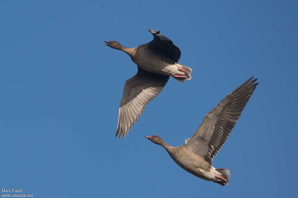 Pink-footed Gooseadult, Flight