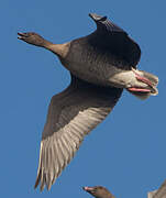 Pink-footed Goose