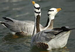 Bar-headed Goose