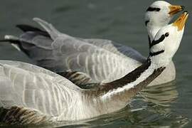 Bar-headed Goose