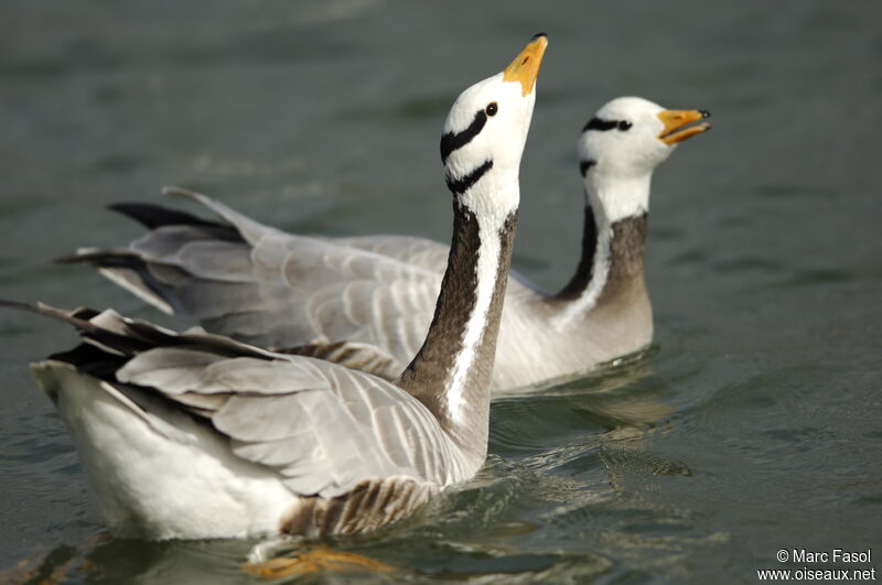 Bar-headed Goose adult breeding, Behaviour