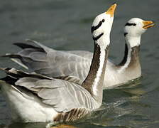 Bar-headed Goose