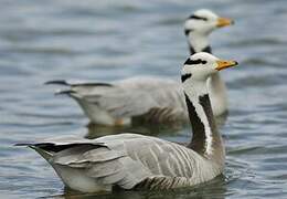 Bar-headed Goose