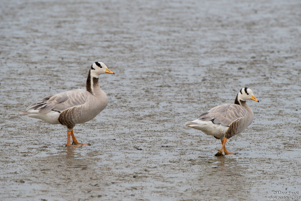 Bar-headed Gooseadult, walking