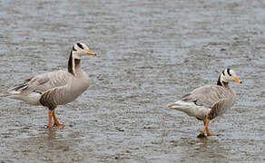 Bar-headed Goose