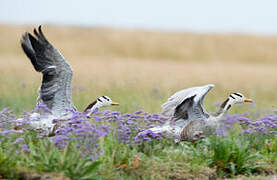 Bar-headed Goose