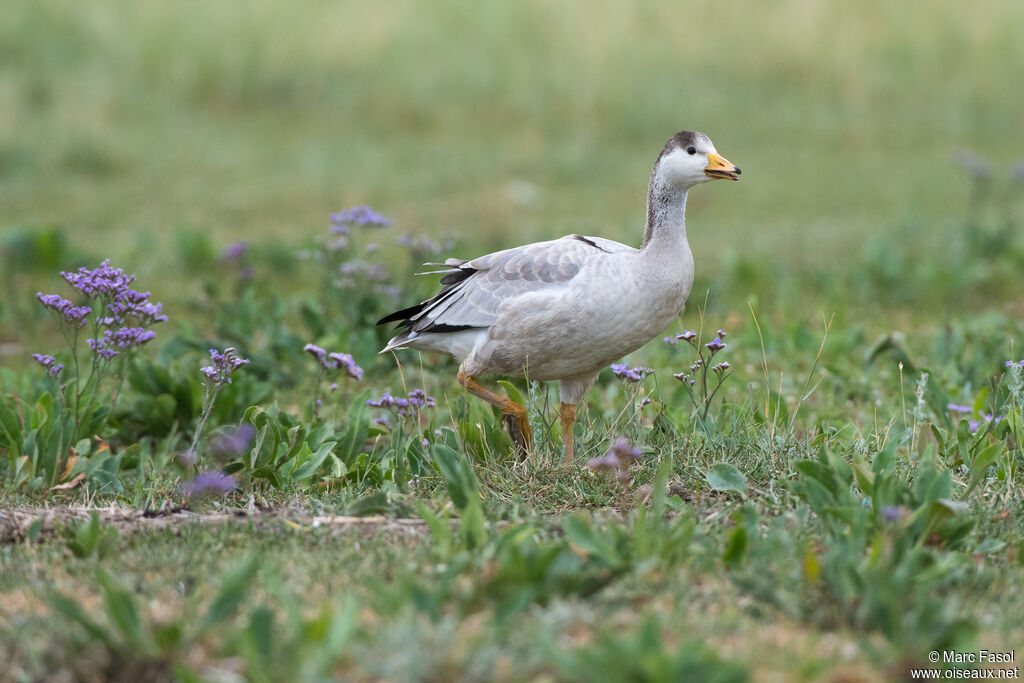 Bar-headed Goosejuvenile, identification, walking