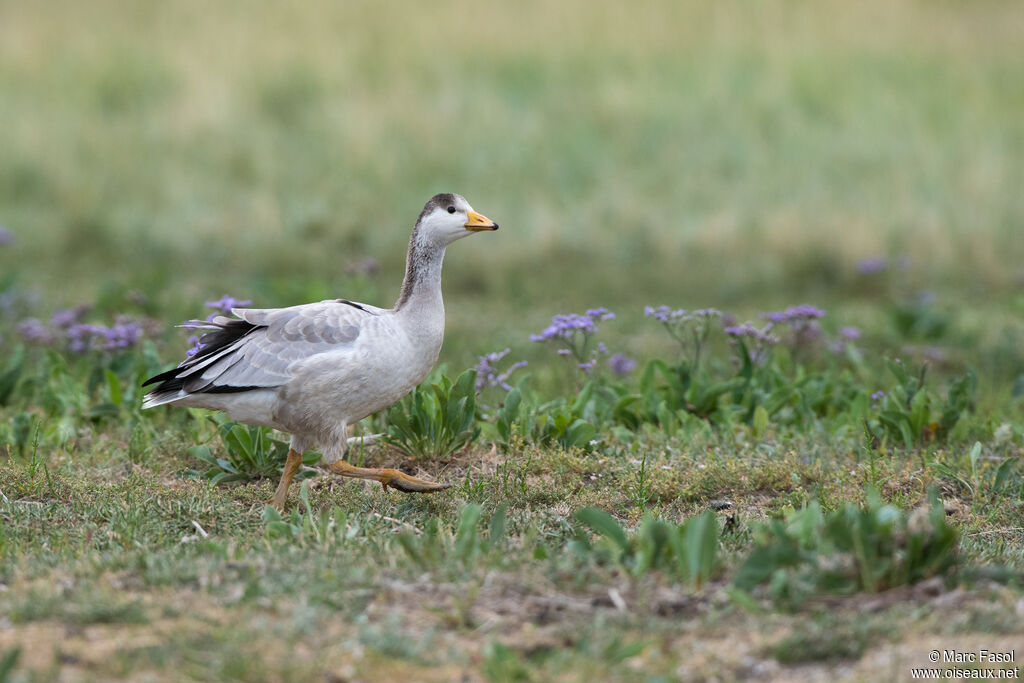 Oie à tête barréejuvénile, identification, marche