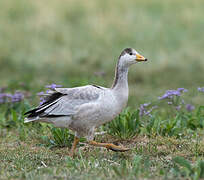 Bar-headed Goose