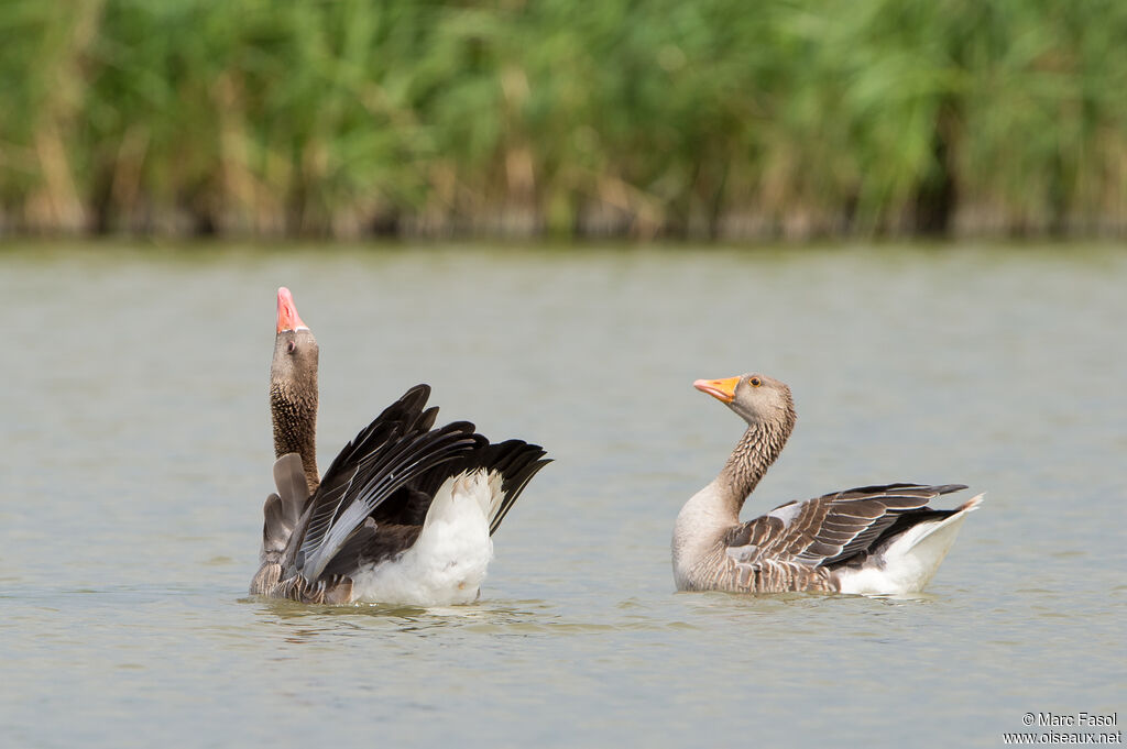 Greylag Gooseadult breeding, mating.