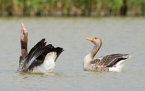 Greylag Goose