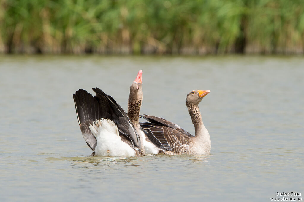 Greylag Goose, mating.