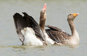 Greylag Goose