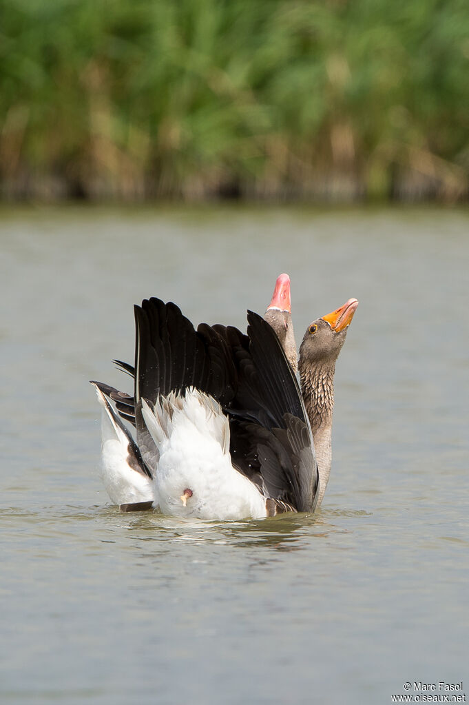 Greylag Gooseadult, mating.