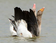 Greylag Goose