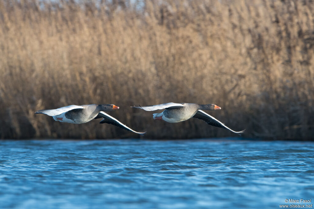 Greylag Gooseadult, Flight