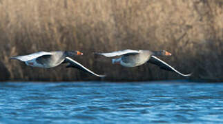 Greylag Goose