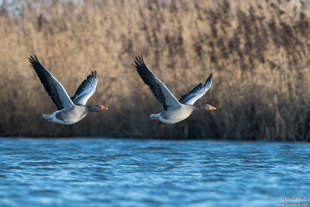Greylag Gooseadult transition, Flight