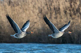 Greylag Goose