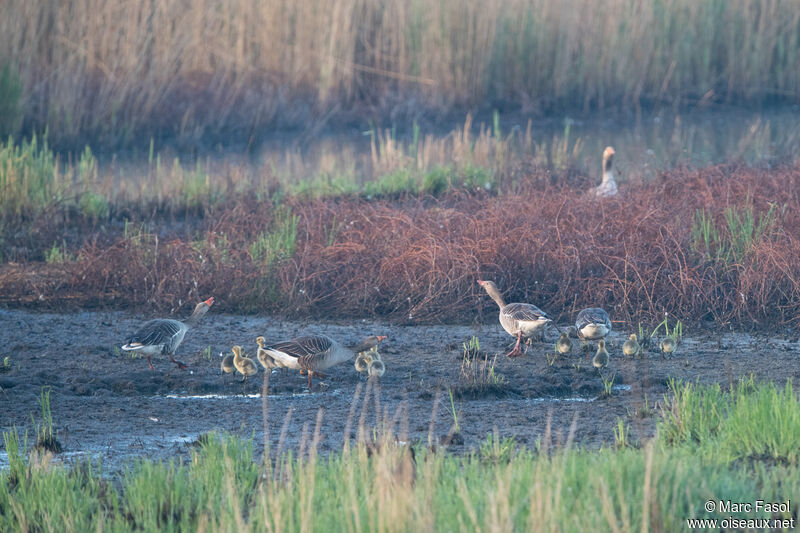 Greylag Goose, identification, walking