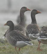 Greylag Goose