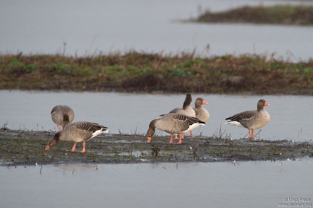 Greylag Gooseadult post breeding, identification, feeding habits