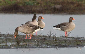 Greylag Goose