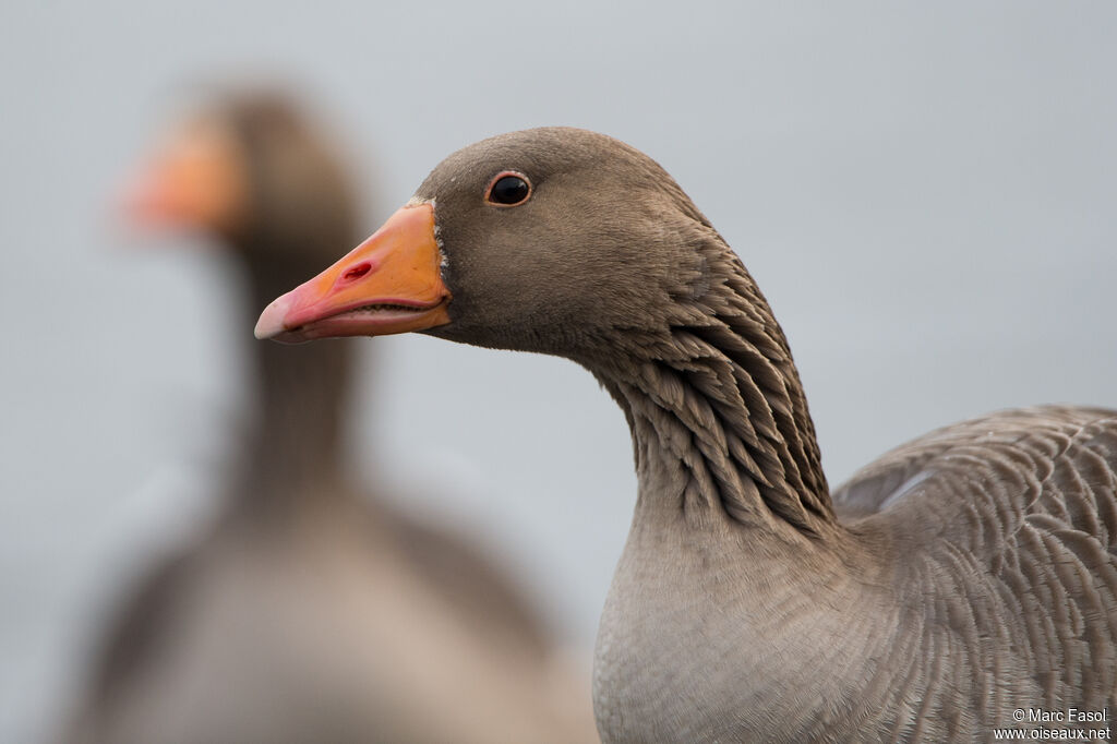 Greylag Gooseadult breeding