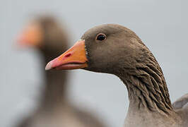 Greylag Goose