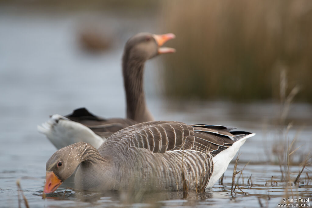 Greylag Gooseadult, eats