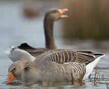 Greylag Goose