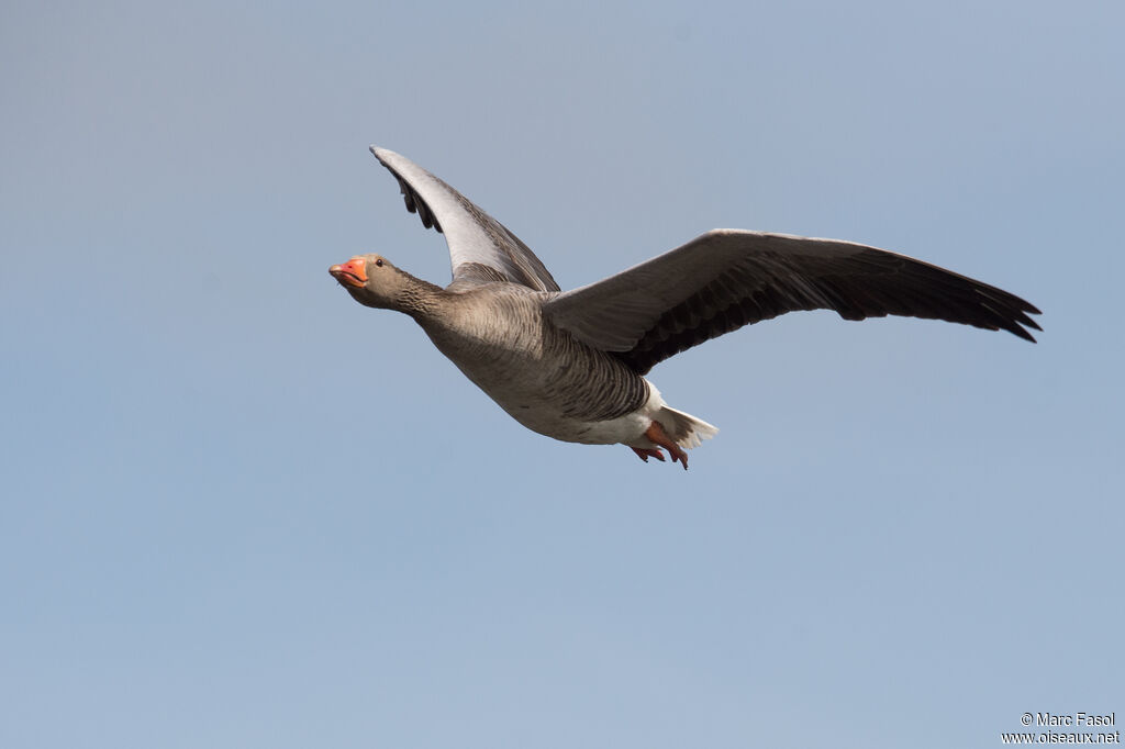 Greylag Gooseadult, Flight