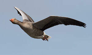 Greylag Goose