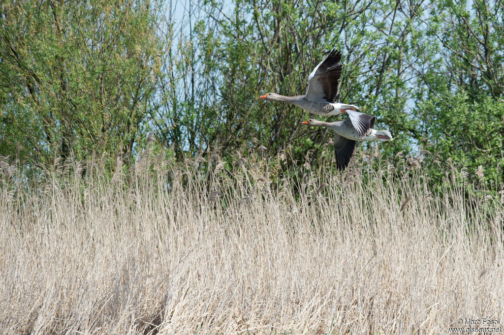 Greylag Gooseadult, Flight