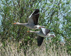 Greylag Goose